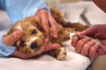 Cómo aparece la infección por parvovirus en perros, métodos para combatirla.