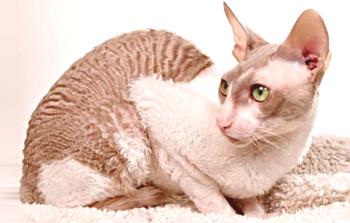 Корниш Рекс: описание и характер на породата котки, ревюта, снимки