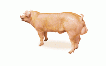 Casta de cerdos Kantor: foto y descripción.