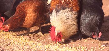 Características de la alimentación de pollos en ambientes domésticos: dieta aproximada y estándares.