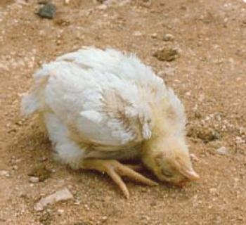 Enfermedad de Newcastle en pollos: una encuesta de síntomas y el tratamiento más efectivo