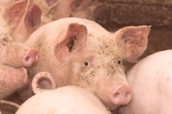 Cisticercosis (Finnoz) de cerdos: causas y tratamiento