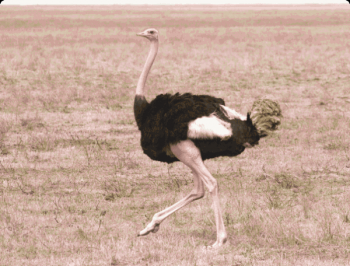 El avestruz es un ave o un animal: la respuesta a las preguntas que confirman los hechos.
