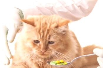 Cómo darle a un gato una pastilla, cómo alimentar a un gato con la medicina, cómo manipularlo adecuadamente