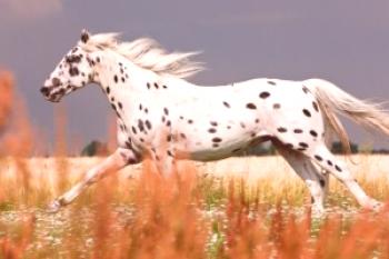Starodavna pasma konj: zgodba o videzu in zanimivih dejstvih