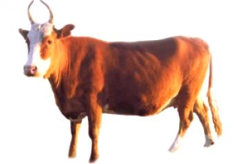 Raza Kalmyk de vacas para la reproducción, foto, descripción