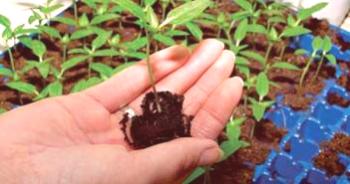 Plántulas de berenjenas: crecen en pastillas de turba, a partir de semillas