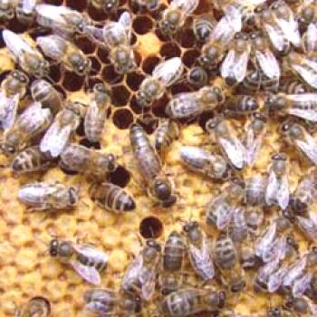 Raza cárpata de las abejas: sus características, opiniones, fotos