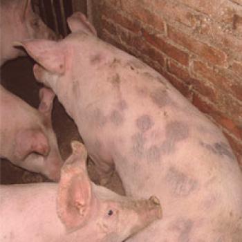 Incubación de cerdos: síntomas, tratamiento, profilaxis, vacunación.