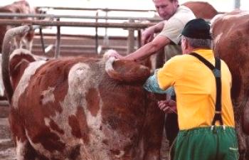 Inseminación artificial de vacas en casa: video