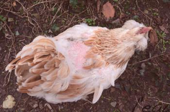 Списъкът с причините за кокошките пилета и описание на методите за тяхното лечение