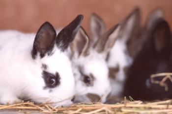 ¿Es posible alimentar conejos con papas: queso, hervido, mariposa?