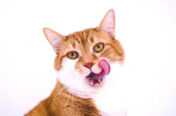 Suha hrana za kastrirane mačke: Preprečevanje bolezni in uravnotežena sestava