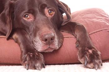 Artrosis en perros - tratamiento y síntomas