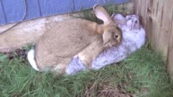 Acoso, gestación y cría de conejos. Cuidado para conejos recién nacidos