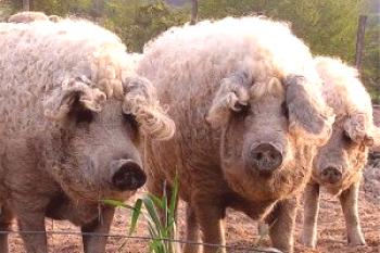 La raza de los cerdos para la alimentación: videos, fotos y reseñas de contenido