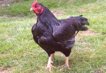 Especies de pollos de Cornualles: descripción, descripción y foto