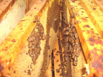 Beetless Nosematosis: Лечение на пчелите от диария