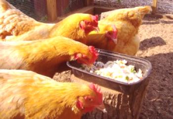 Cómo aumentar la capacidad de carga de los pollos en casa.