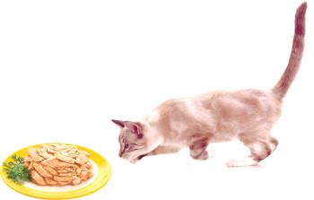 Comida húmeda para gatos: clasifica lo mejor desde premium hasta clase holística
