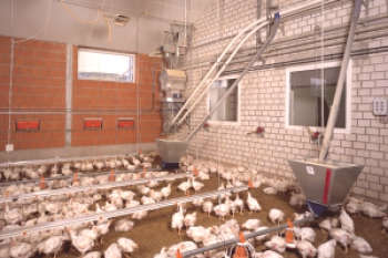 Pollos para el sacrificio: preparación y sacrificio de aves de corral.
