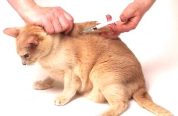 Cómo hacer una pizca de un gato por vía intramuscular (en el velo, en el muslo, por vía subcutánea), dónde hacerlo correctamente