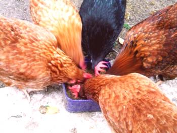 Kako narediti prehrano za piščance pozimi