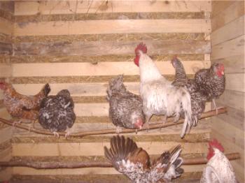 Creciendo gallinas de pollos de engorde y amas de casa en casa: video