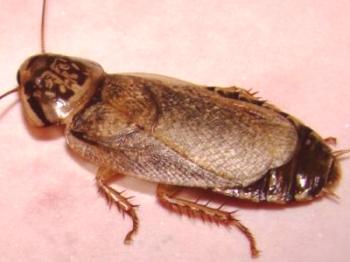 Marmorni ščurek: opis vrste, vsebine, fotografije