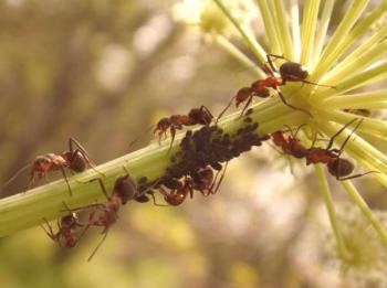 Kako se znebiti mravlje v podeželski hiši?