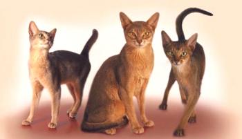 Абисинска котка: снимка, описание на породата, характер, видео, цена