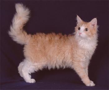 Lapper: foto del gato, precio, descripción de la raza, personaje, video, guardería