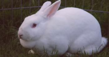 Hinchazón abdominal en conejos: la causa y el tratamiento de qué hacer