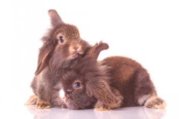 Conejo no alimenta conejos, ¿qué hacer?