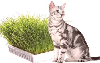 Trava za mačke: kakšna je trava ljubljena in zakaj se je jedla, kako jo saditi