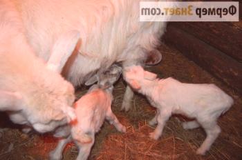 Las ventanas de las cabras: qué hacer si hay leche dura, poca leche, mala alimentación.