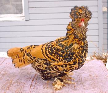 Características de la raza pavloviana de pollos con fotos y reseñas de ella.