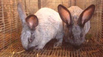 ¿Cuáles son las enfermedades de los conejos y sus síntomas y métodos de tratamiento?