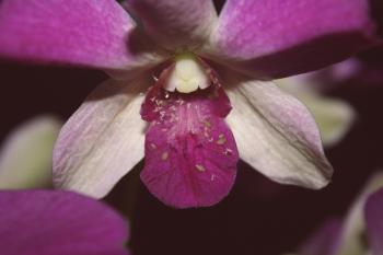 Métodos de lucha contra los áfidos en las orquídeas.