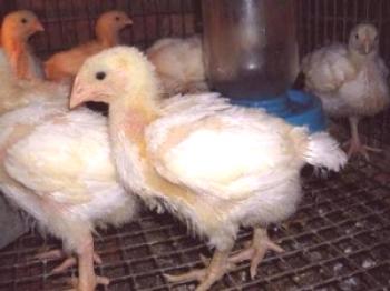 Tecnología de pollos de engorde en casa.
