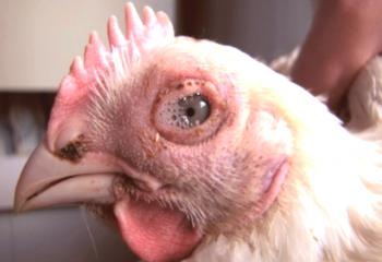 Signo peligroso de una enfermedad grave en las aves de corral: los pollos son roncos que cura