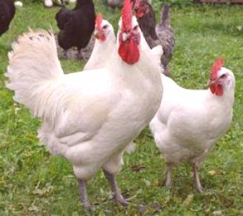 Pasma medenine Galicijski piščanci: opis, opis in fotografija