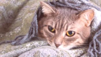 Опасен и непредсказуем холецистит при котки: правилата за лечение и хранене