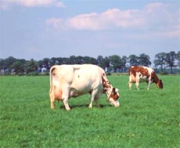 Характеристики на хранене на високопродуктивни крави