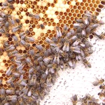 Raza de abejas de raza rusa: descripción, características, revisiones