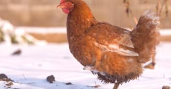 Alimentar pollos en casa en casa en invierno, modo