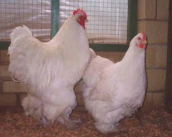 Clasificación de las mejores razas de pollos de carne: descripción de las especies, características y contenido