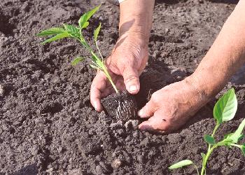 Al plantar plántulas de pimiento en el suelo.