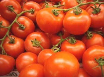 ¿Cómo almacenar los tomates?
