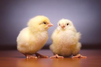 Zob при пилета и пилета: лечение на заболяването